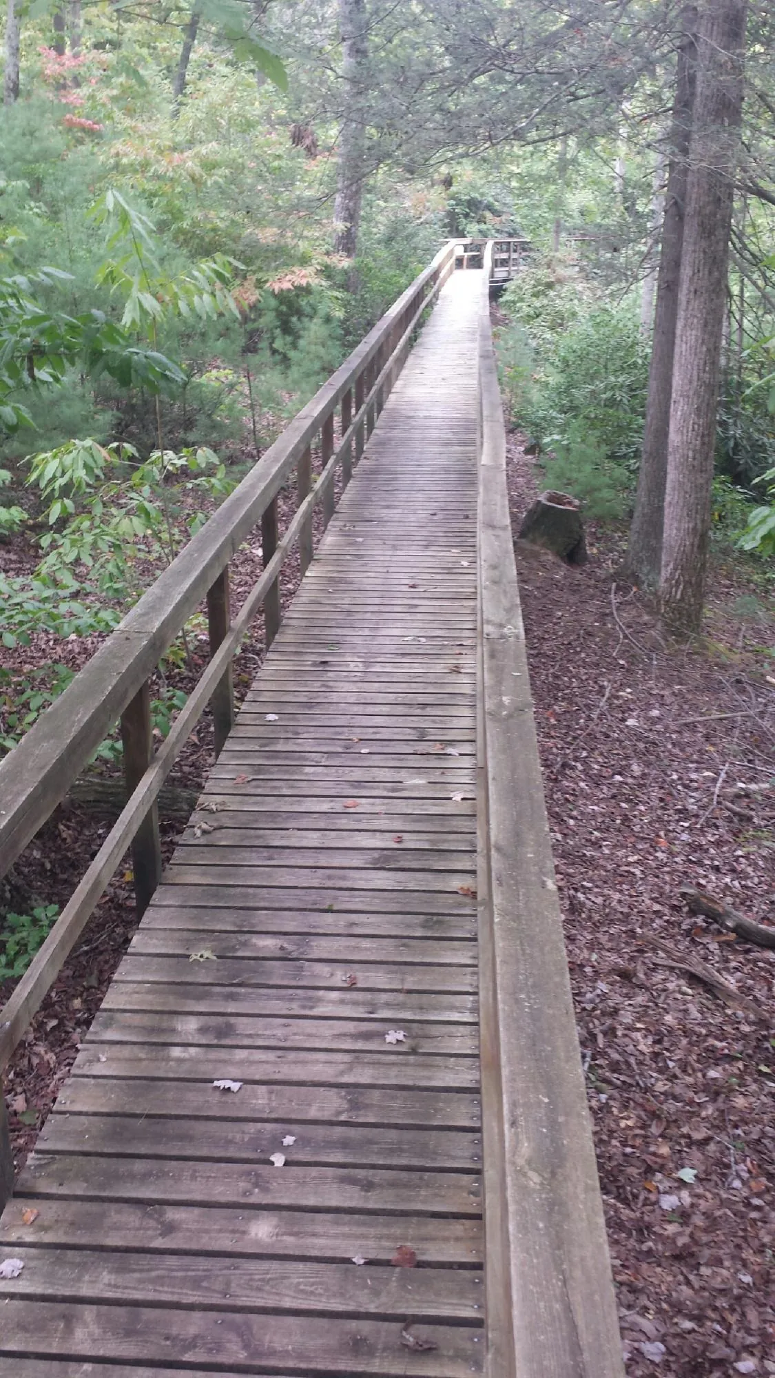Long wood walkway with handrails built through the woods in Darlington